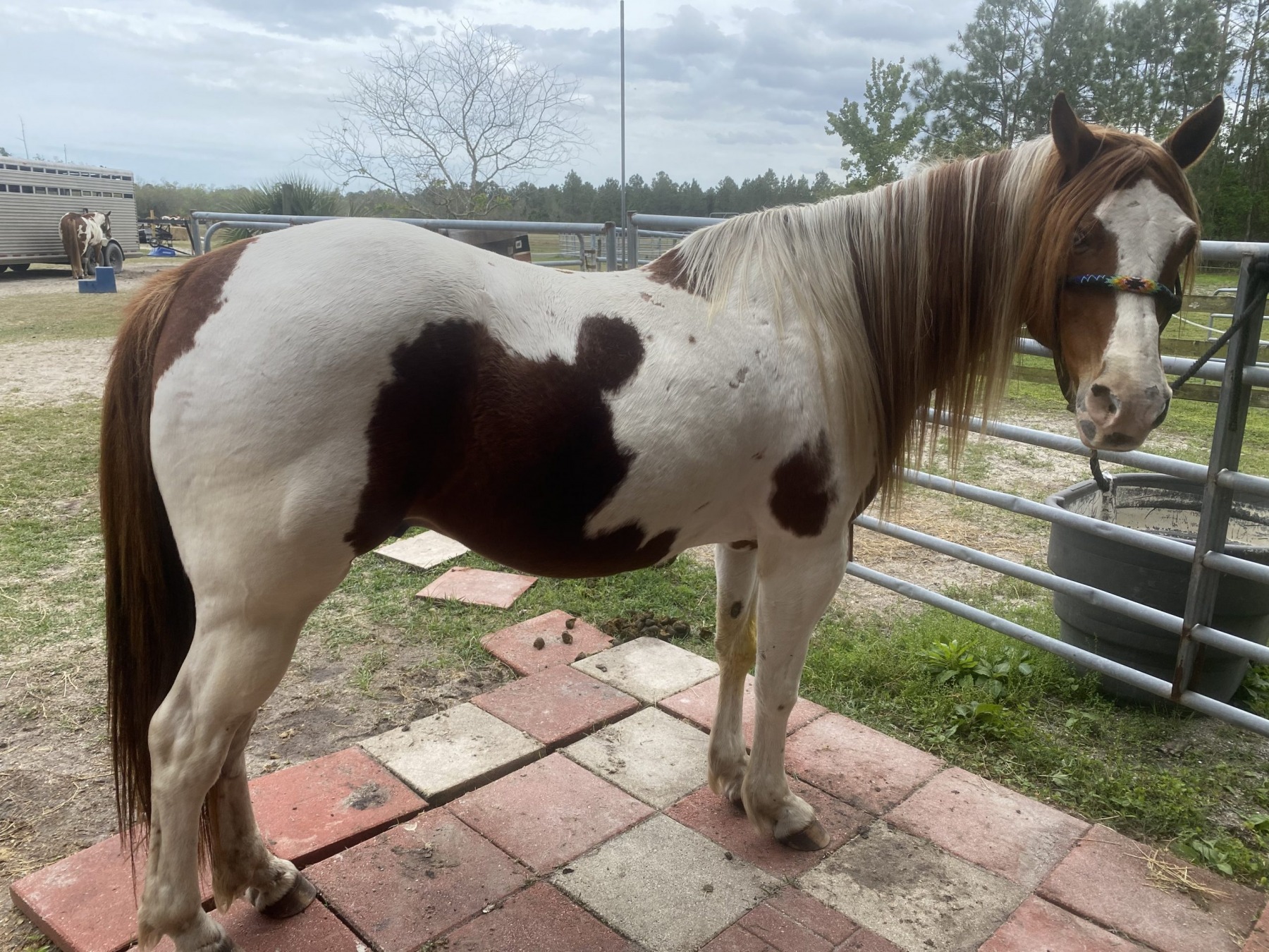 A brown-and-white paint horse standing by the paddock gate