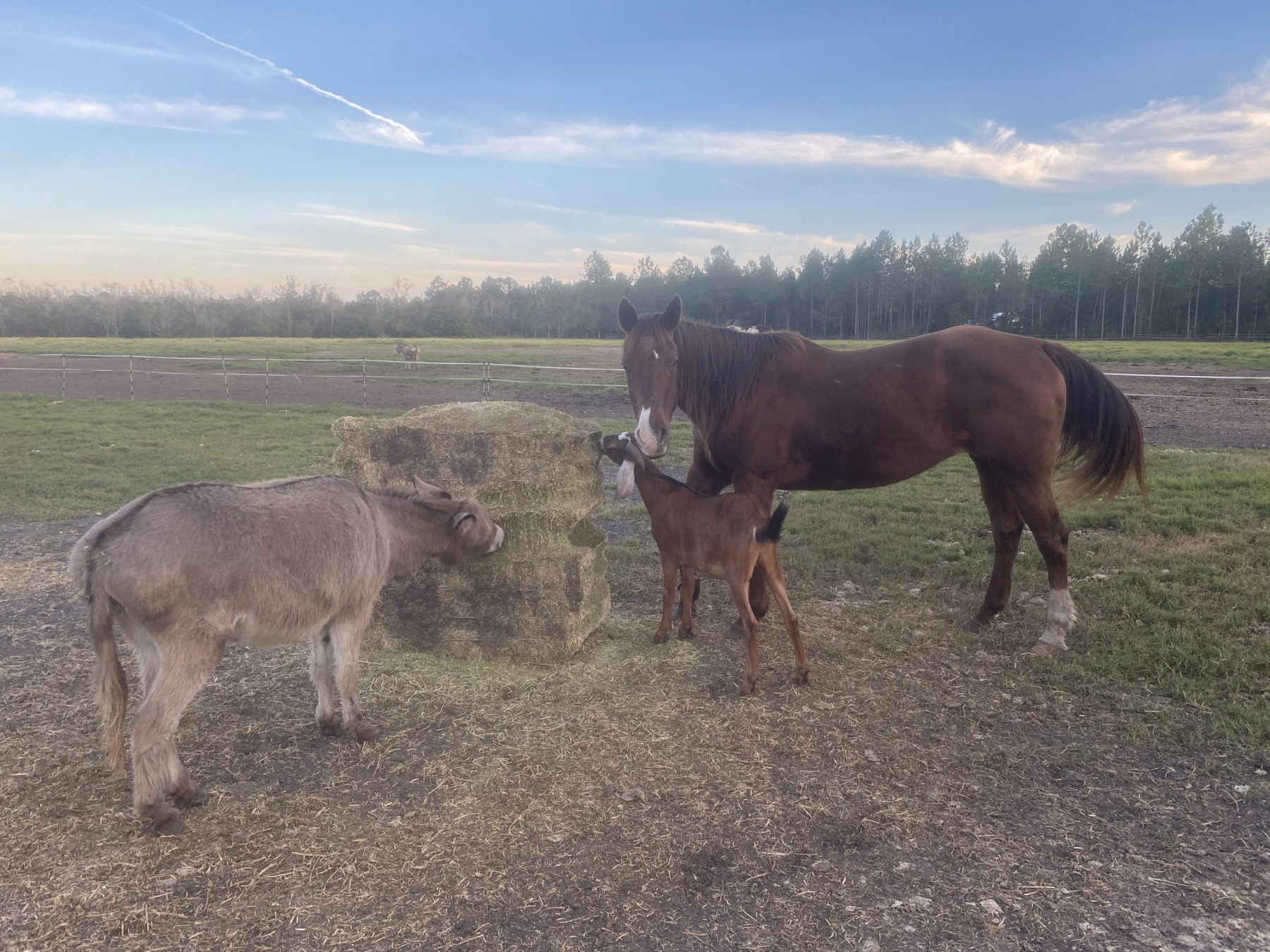 A donkey, a foal and a bay horse eating from a hay bale