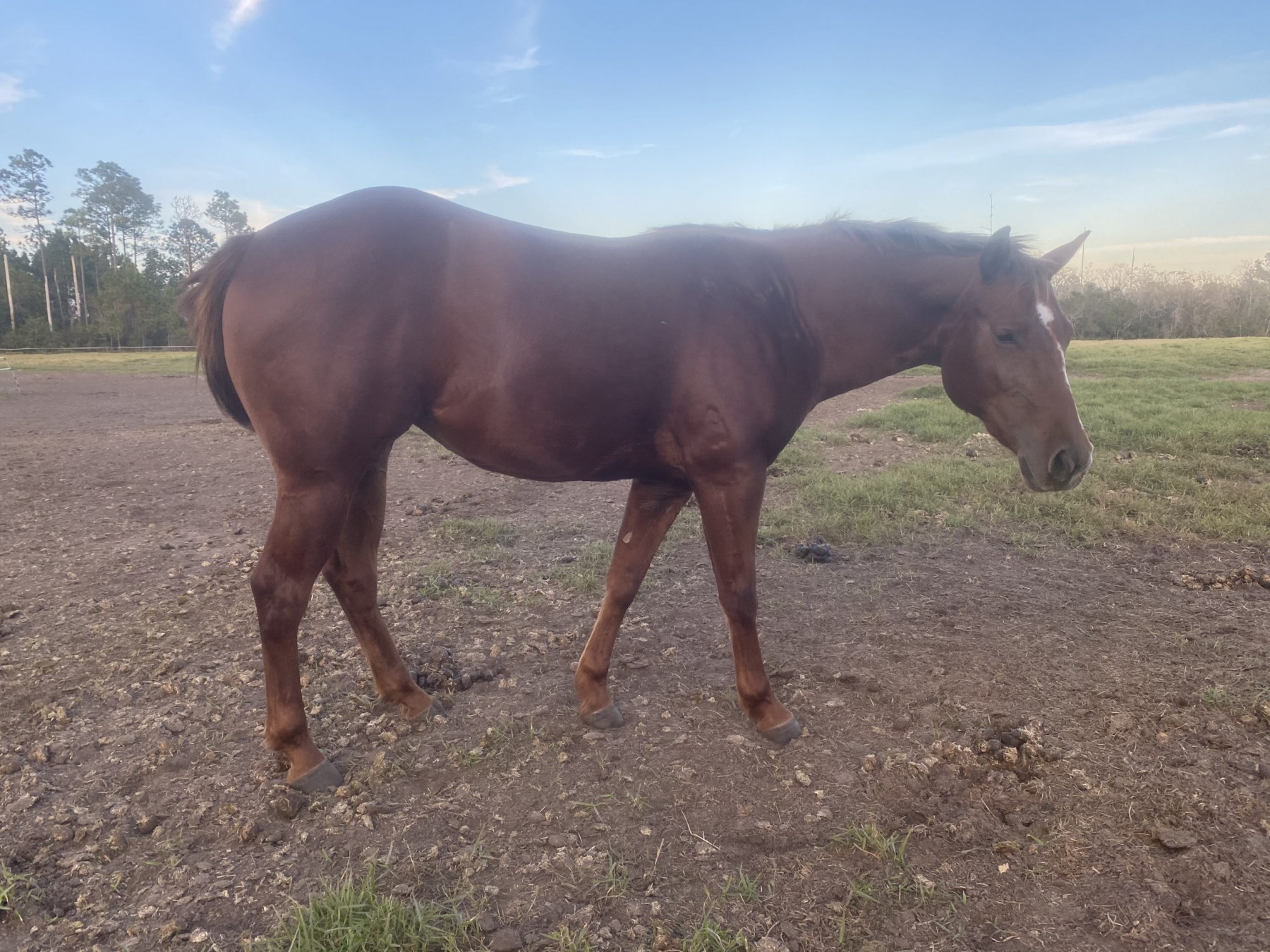 A chestnut horse standing in the pasture in morning light
