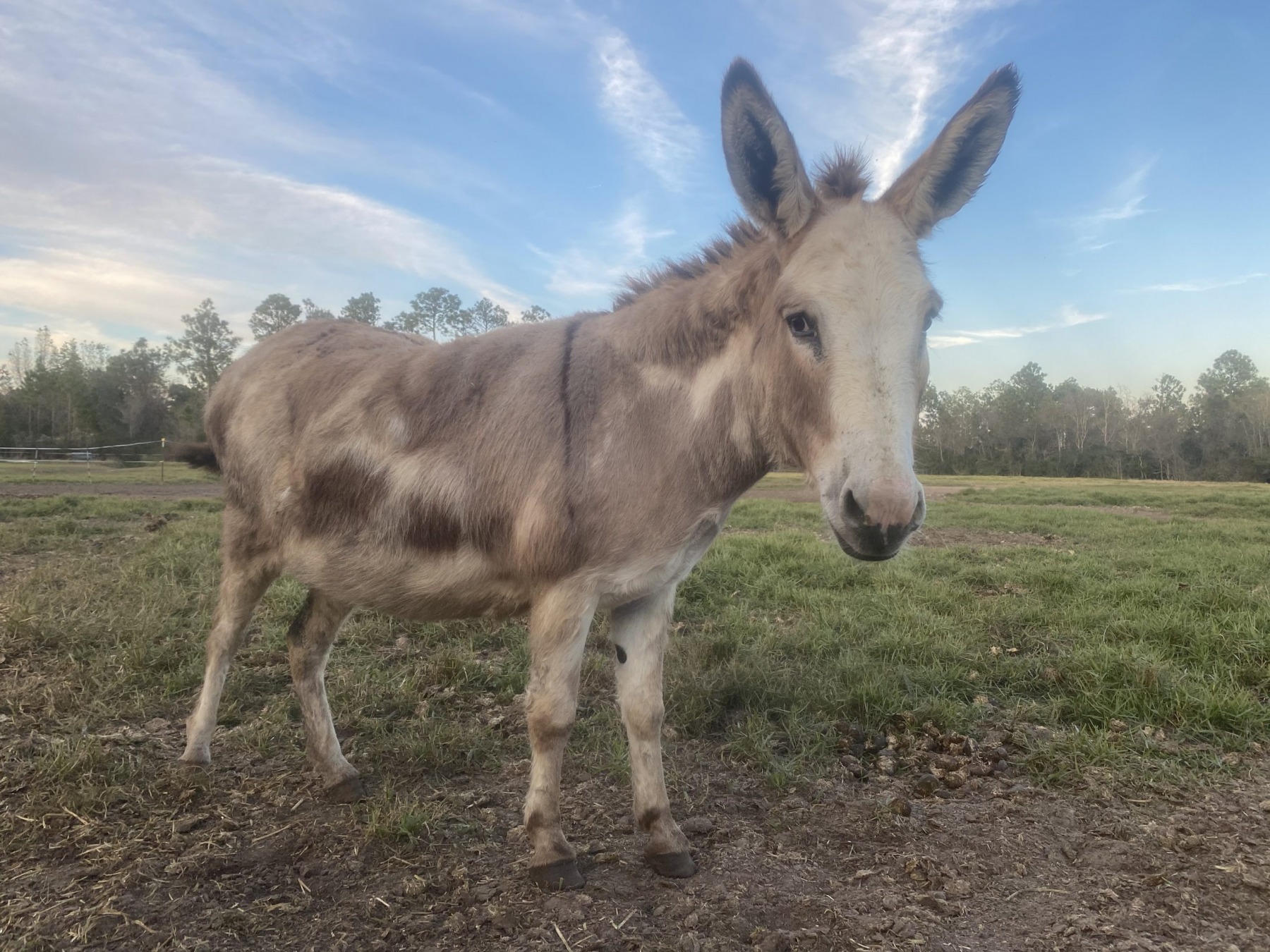 A pale spotted donkey standing in a grassy pasture