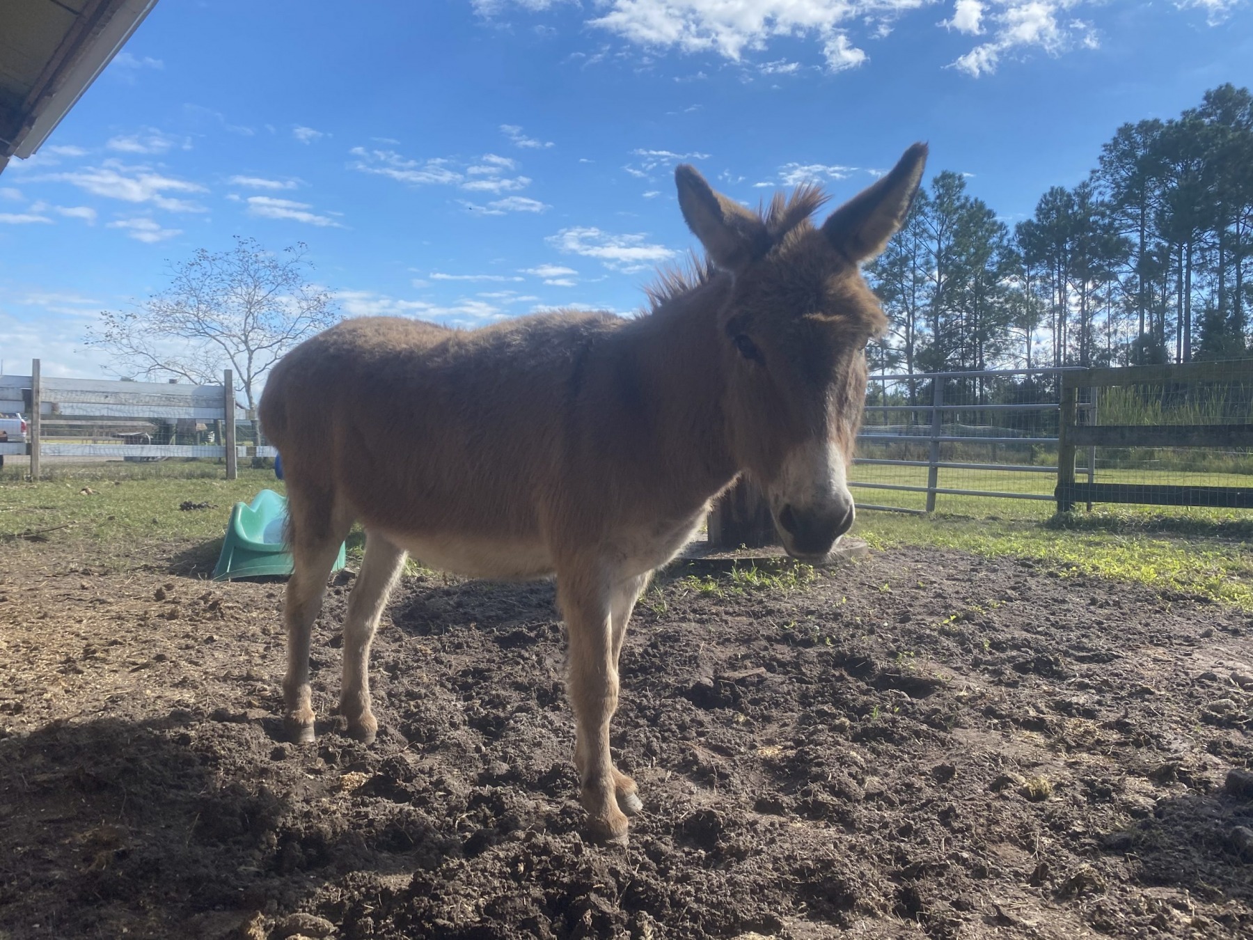 A fuzzy brown donkey in the paddock