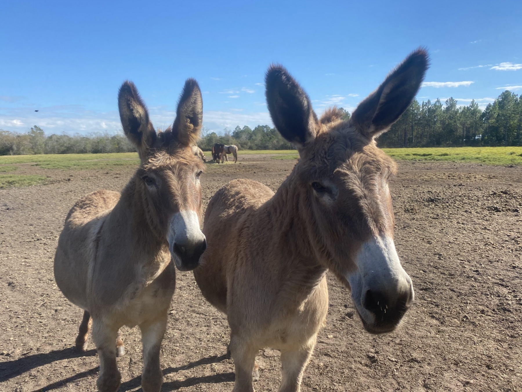 Two donkeys with tall ears looking straight at the camera