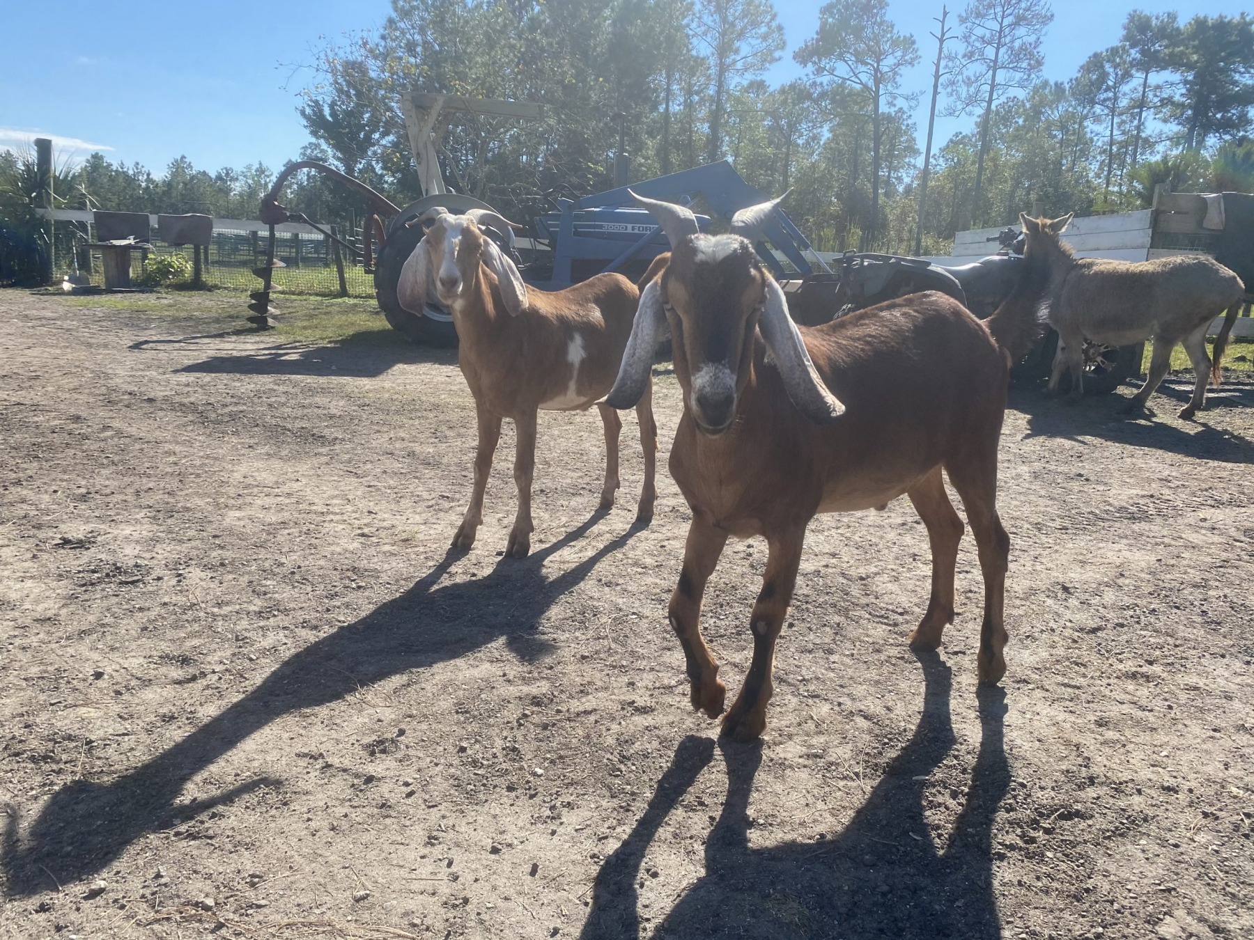 Two goats standing in the sun in the barnyard