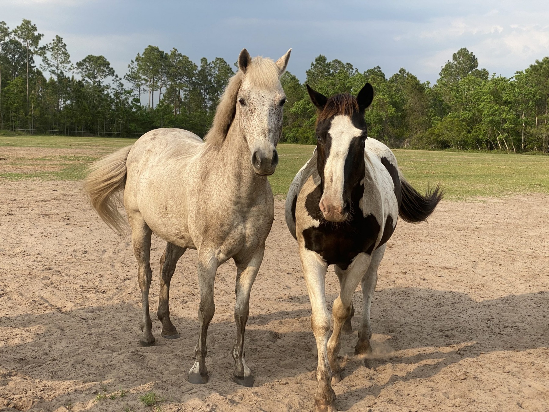 A cream horse and a black-and-white paint standing together in a sandy paddock