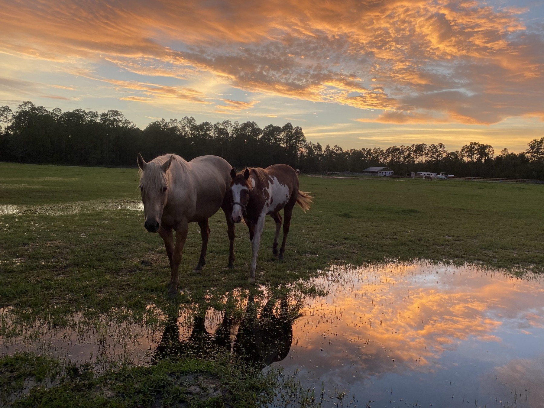 Two horses grazing at sunset beside a pasture puddle reflecting an orange sky